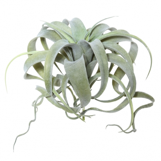 10.5 inch Tillandsia Pick