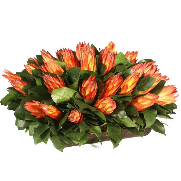 Preserved Protea in Wooden Tray