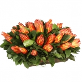 Preserved Protea in Wooden Tray