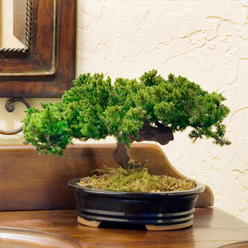 Preserved Single Monterey Bonsai