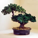 12 inch Preserved Double Monterey Bonsai