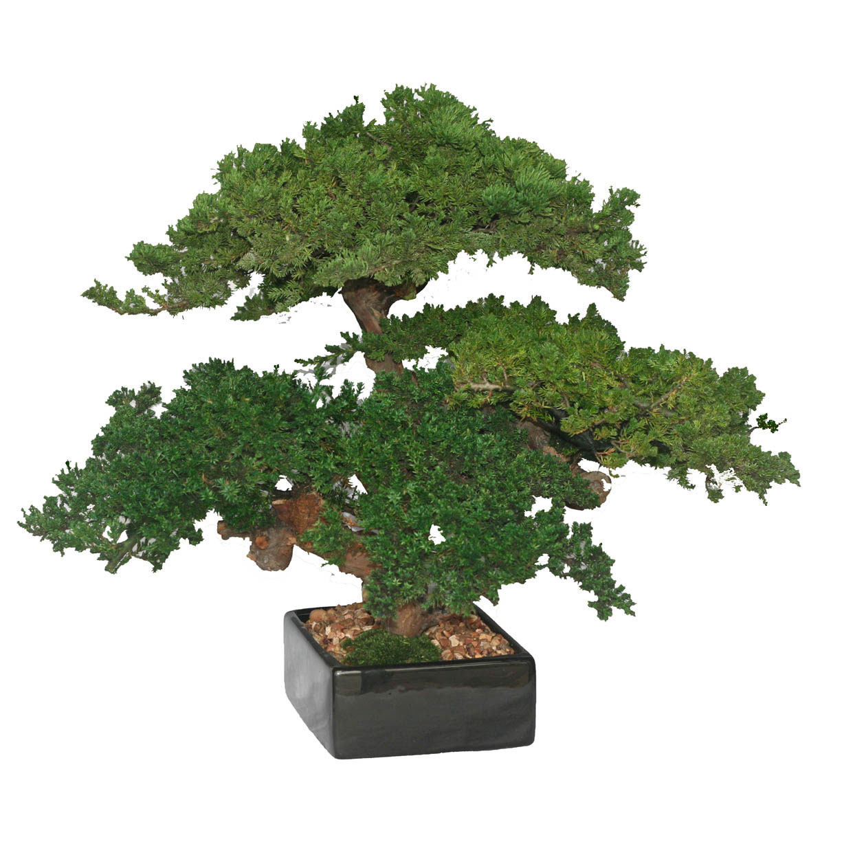 FGA1005 18 inch Preserved Triple Monterey Bonsai sku FGA1005