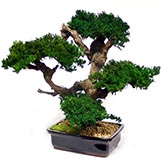 20 inch Preserved Monterey Bonsai