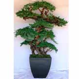 6 foot preserved Kage Bonsai