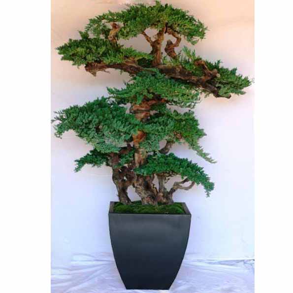 6 foot preserved Kage Bonsai