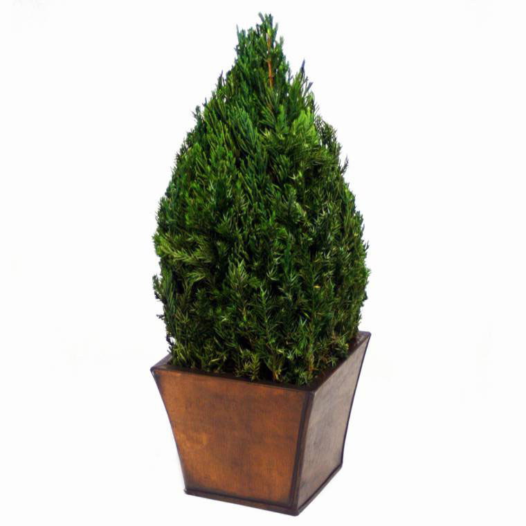 Preserved Tabletop Cone Topiary