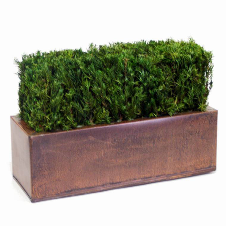 Preserved Tabletop Hedge Topiary