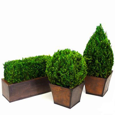 Preserved Tabletop Topiary Set