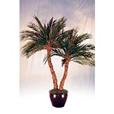 Preserved Double Trunk Aloe Palm Tree