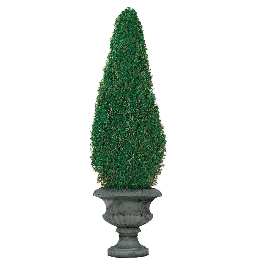 Preserved Cone Topiary