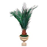 Preserved Key Largo Palm