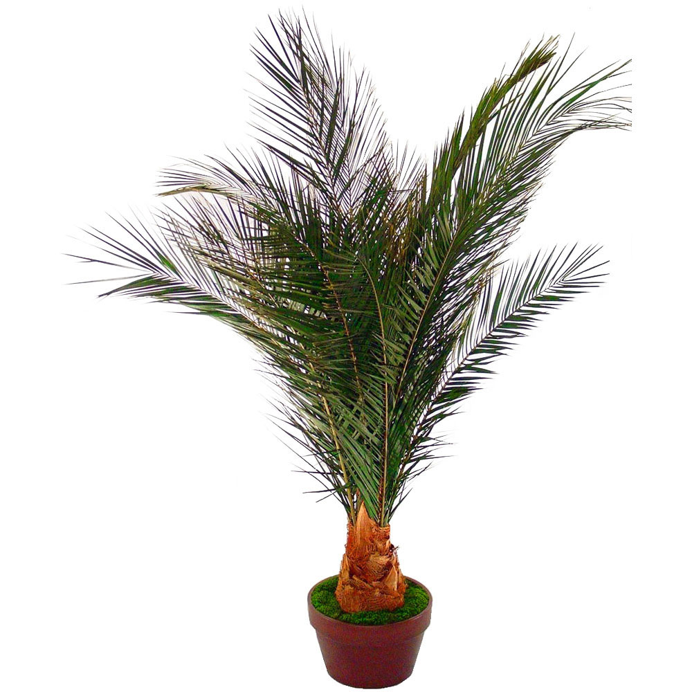 FGA3012 Preserved Newport Palm Tree sku FGA3012