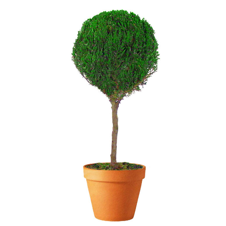 Preserved Single Ball Topiary