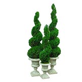 Preserved Spiral Topiary