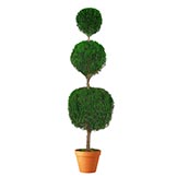 Preserved Triple Ball Topiary