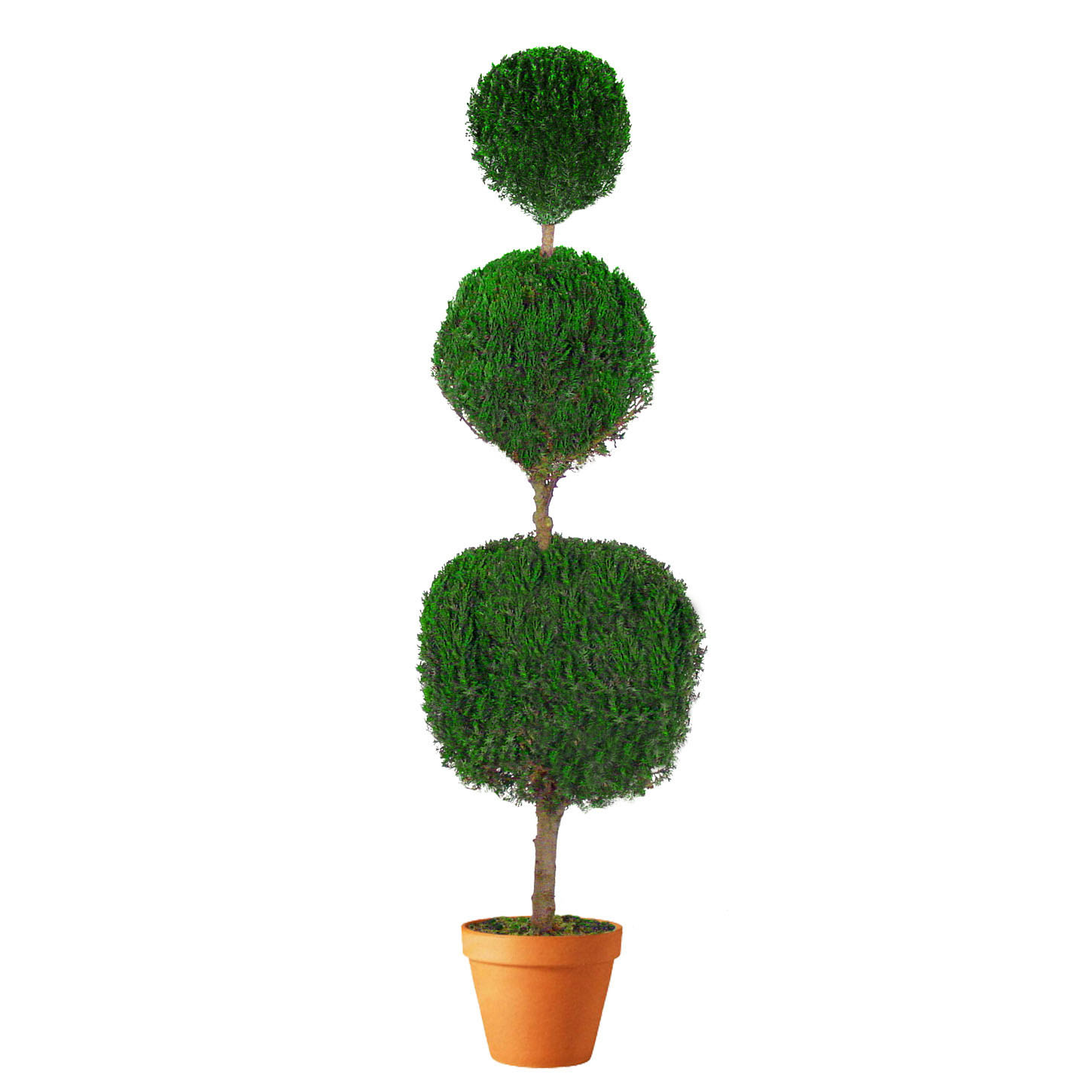 Preserved Triple Ball Topiary