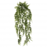 30 inch Buckler Fern Hanging Vine