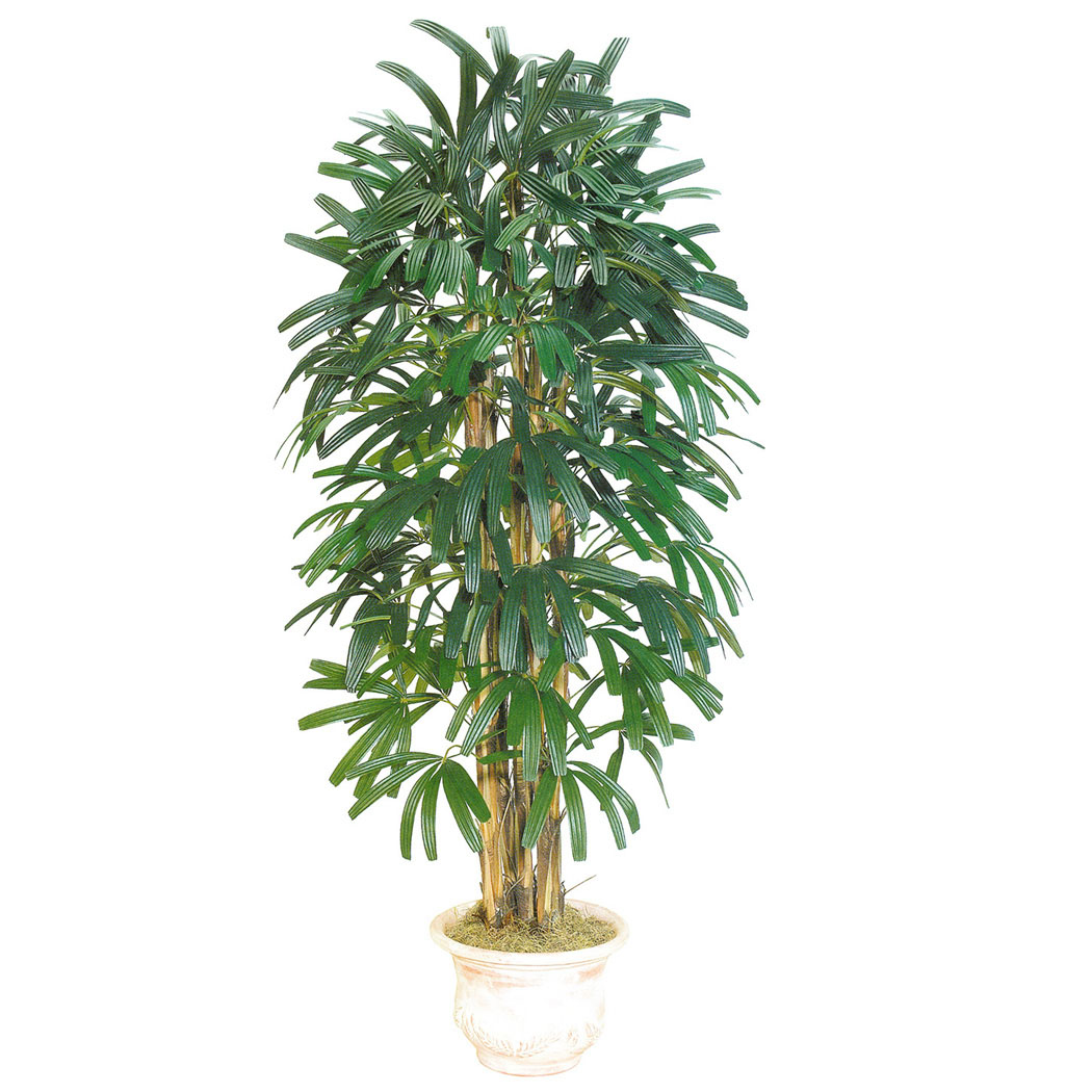 6 Foot Raphis Palm With Natural Trunks: Potted - Overstock