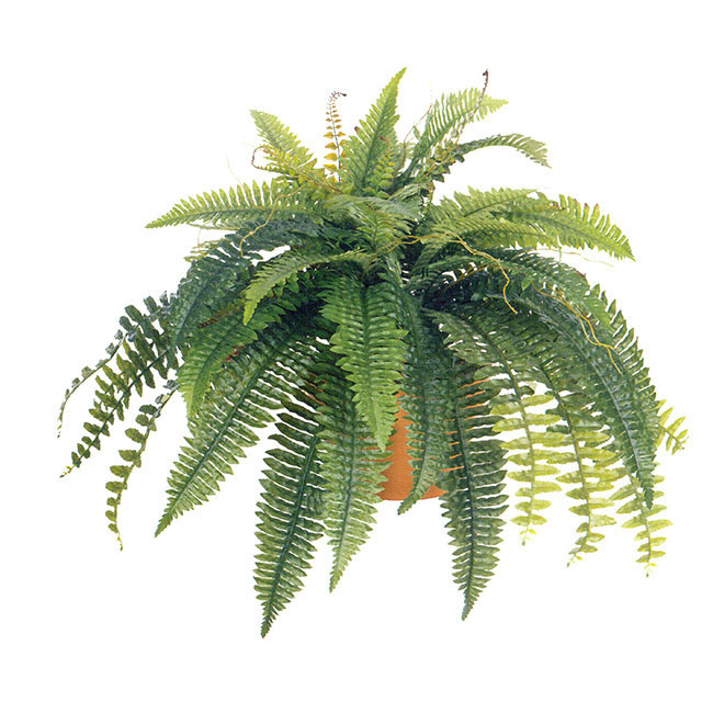 36 inch Self Shaped Boston Fern: Unpotted
