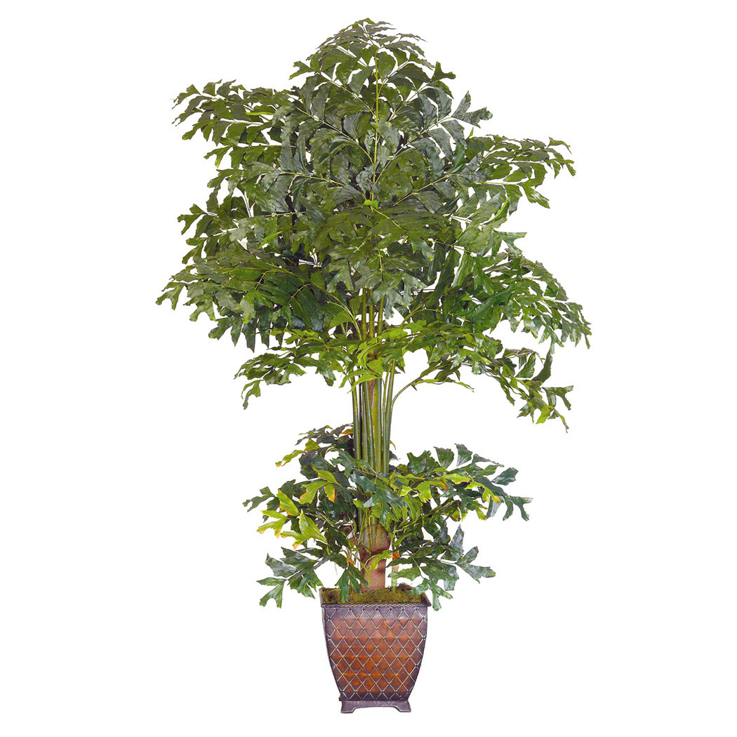 9 foot Fishtail Palm: Unpotted - OVERSTOCK