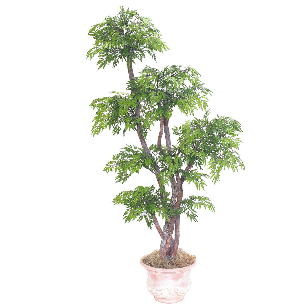 FRI1466 6.5 foot Ming Aralia Tree: Potted sku FRI1466