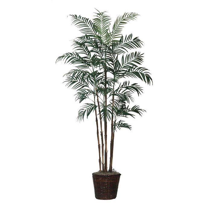 5.5 Foot Robellini Palm Tree With Natural Trunks: Potted