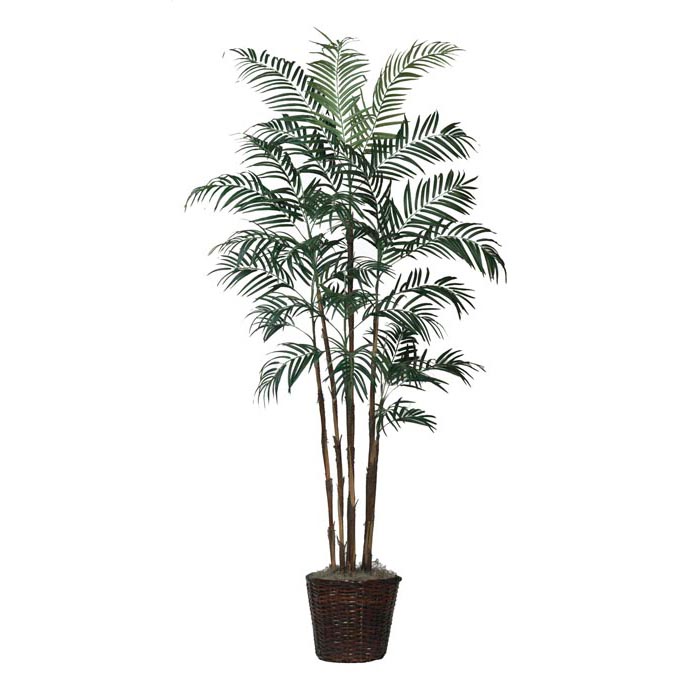 FRI2121 5.5 foot Robellini Palm Tree with Natural Trunks:  sku FRI2121