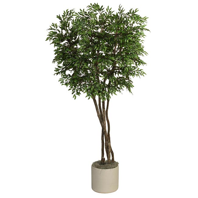 7 foot Silk Ruscus Tree with Natural Trunks: Potted