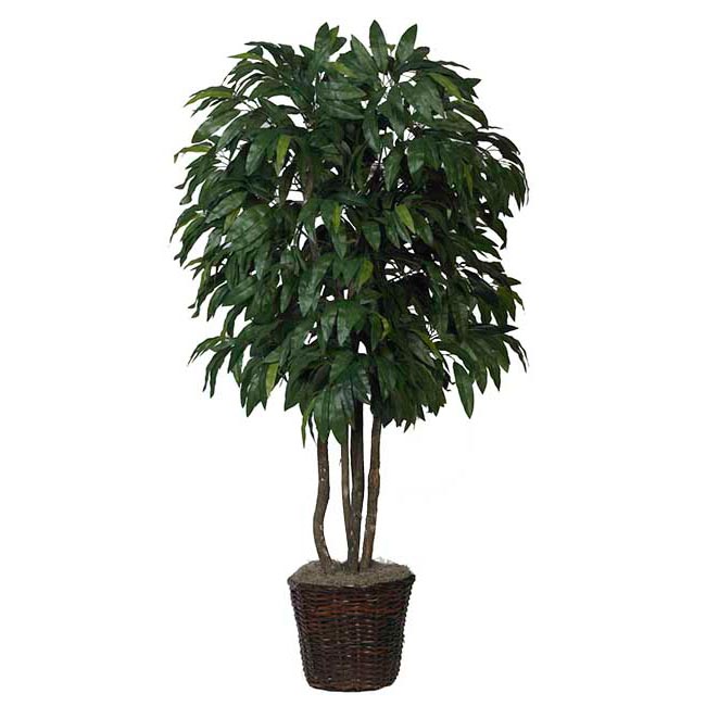5.5 foot Mango Tree with Natural Trunks: Potted