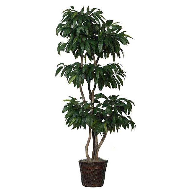 7 foot Tropical Mango Tree with Natural Trunks: Potted