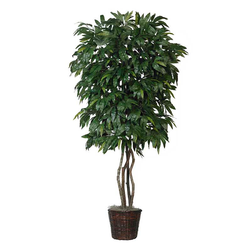 7.5 foot Mango Tree with Natural Trunks: Potted - OVERSTOCK