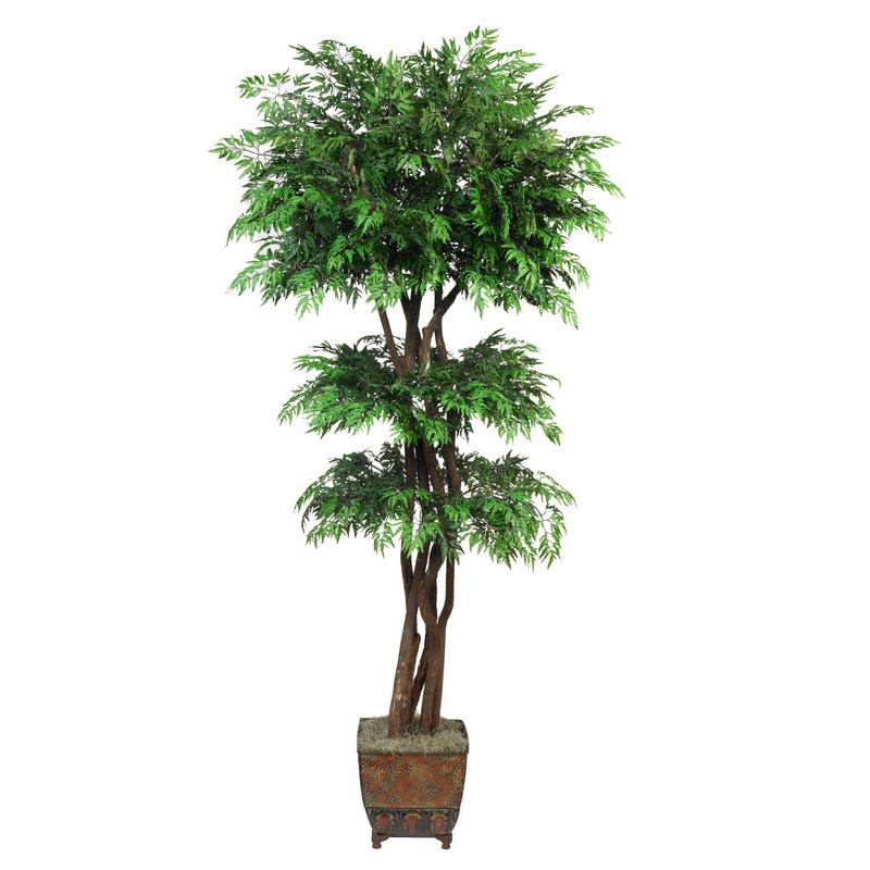 7.5 Foot Ming Aralia Tree With Natural Trunks: Potted