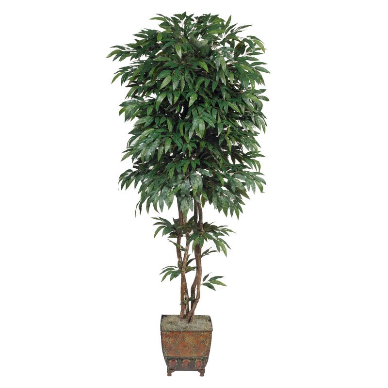 7 Foot Silk Mango Tree With Natural Trunks: Potted