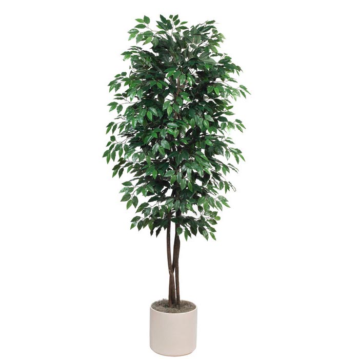 7 foot Silk Deluxe Ficus Tree with Natural Trunks: Potted