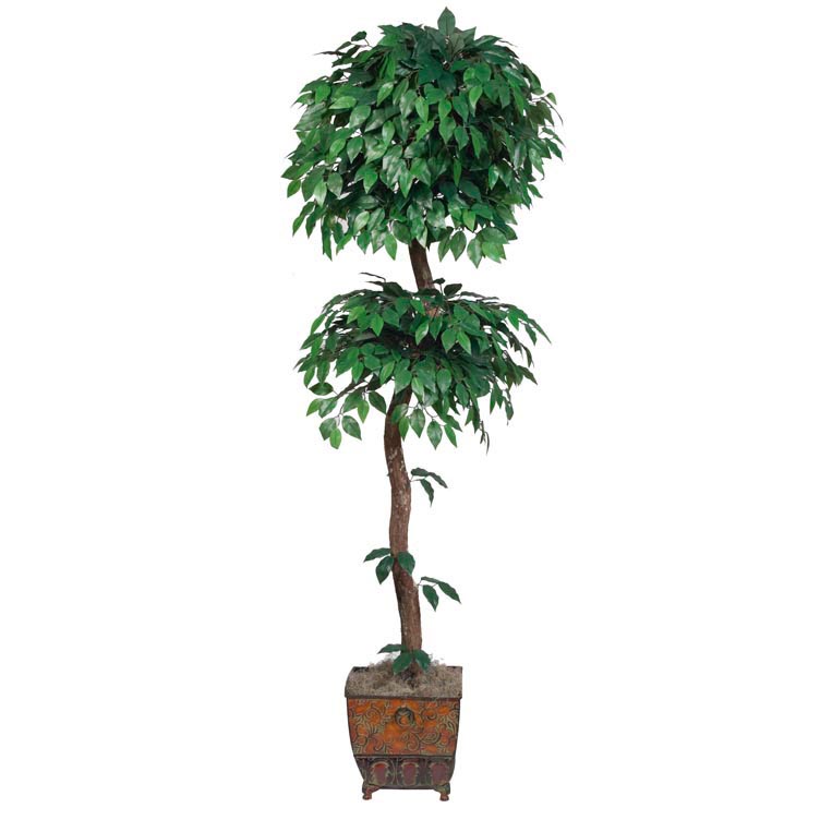 6.5 foot Ficus Tree with Natural Trunk: Potted