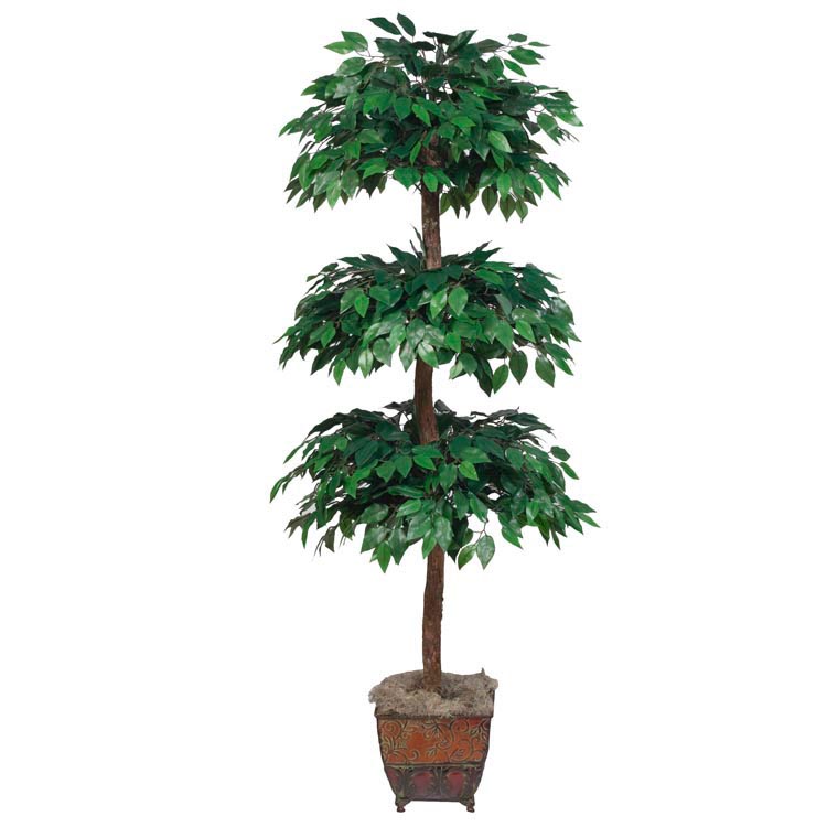 5.5 foot Ficus Tree with Natural Trunks: Potted