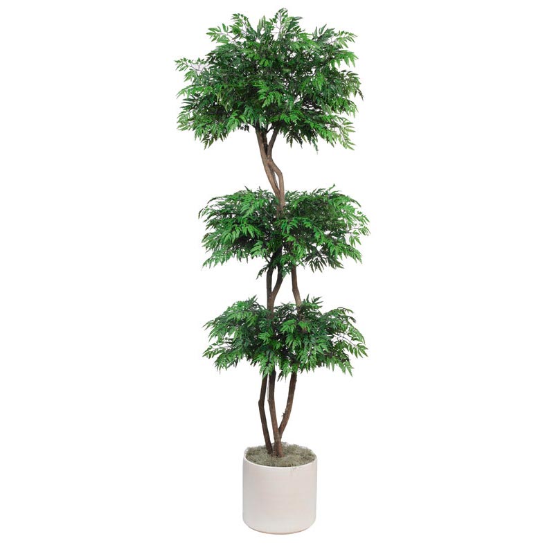 7 Foot Triple Ball Aralia Tree With Natural Trunks: Potted