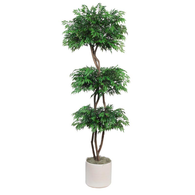 7 foot Triple Ball Aralia Tree with Natural Trunks: Potted