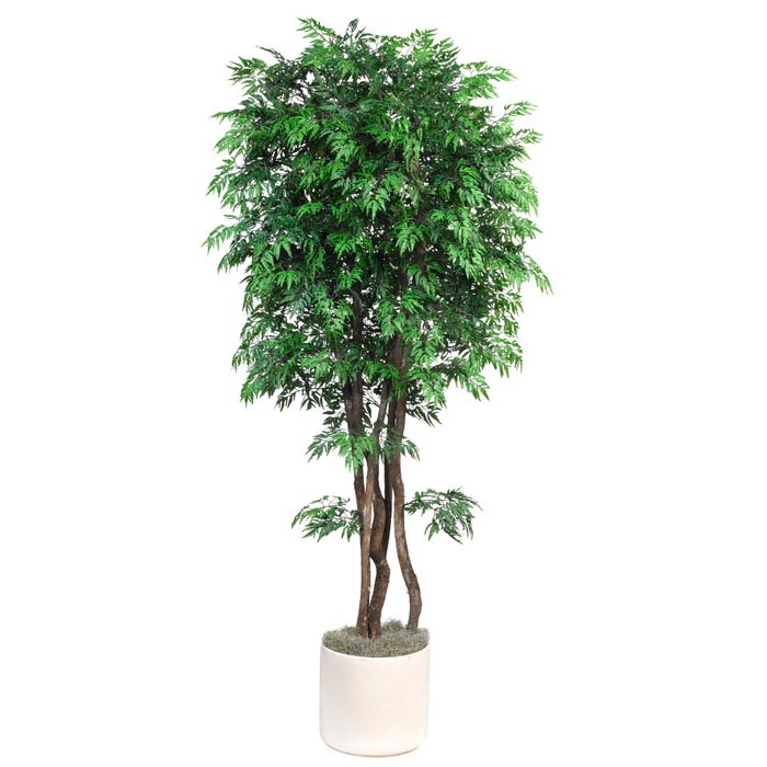 FRI2175 6.5 foot Silk Ming Aralia Tree with Natural Trunks sku FRI2175