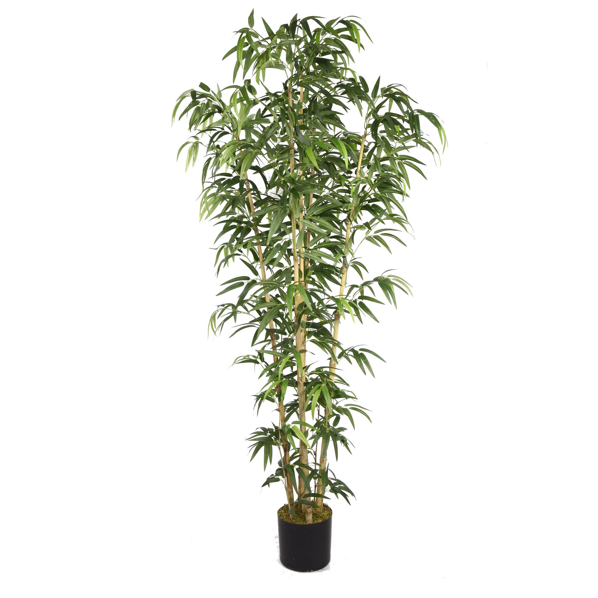 Bamboo Tree with Natural Poles