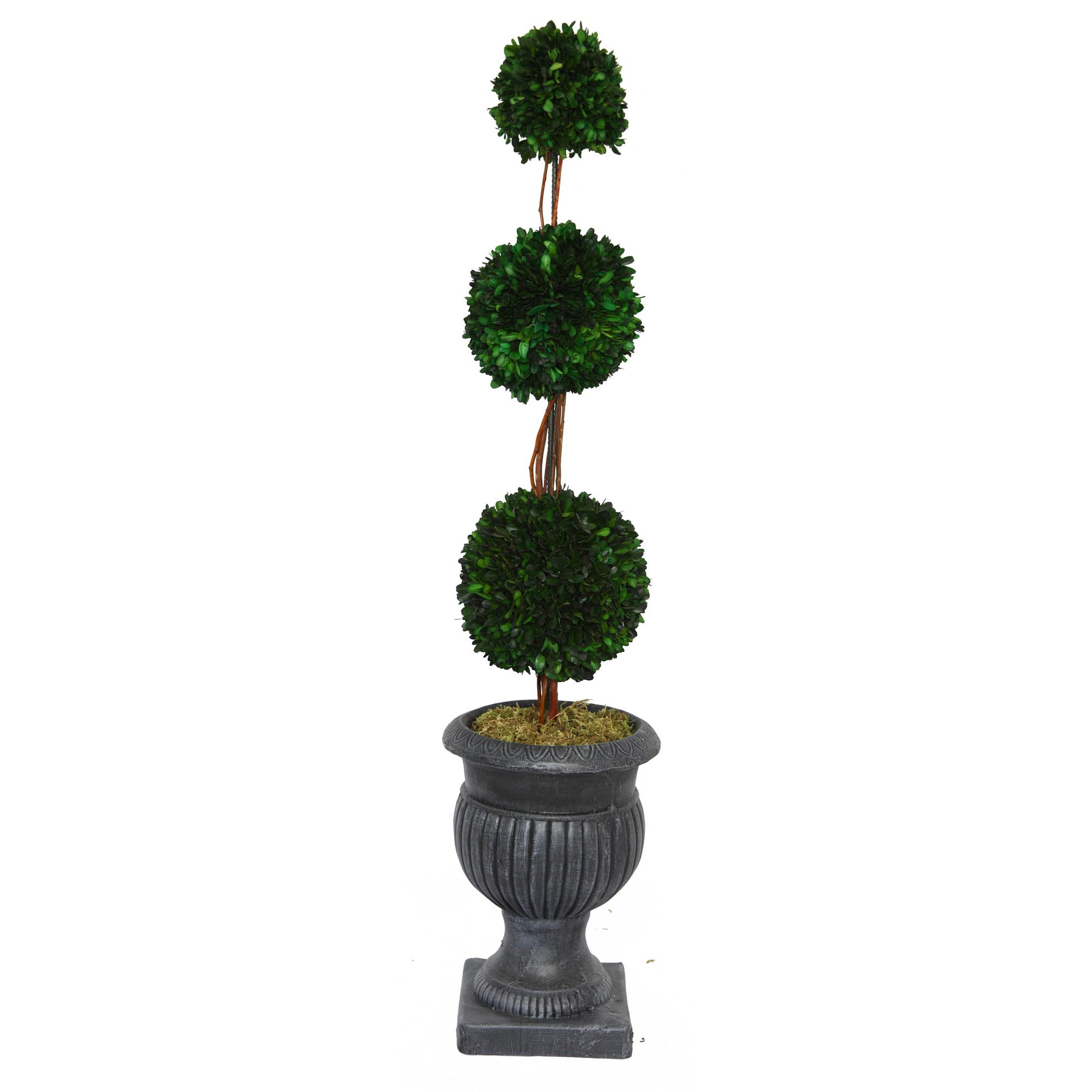 Laura Ashley 44 Inch Preserved Triple Ball Boxwood In Urn