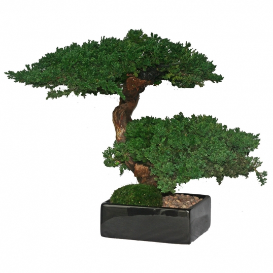 12 inch Preserved Double Monterey Bonsai
