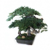 20 inch Preserved Monterey Bonsai