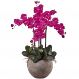 36 inch Phalaenopsis Orchid Arrangement in Sand Colored Bowl