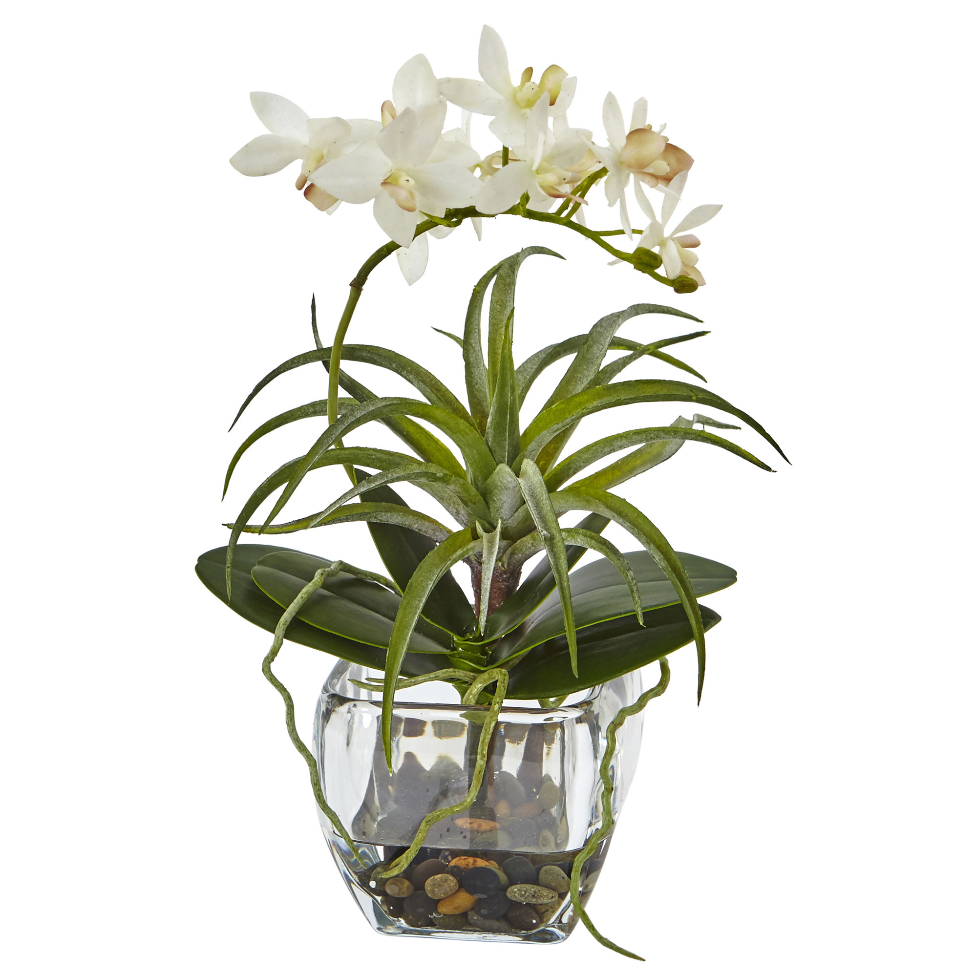 13 inch White Orchid and Succulent Arrangement