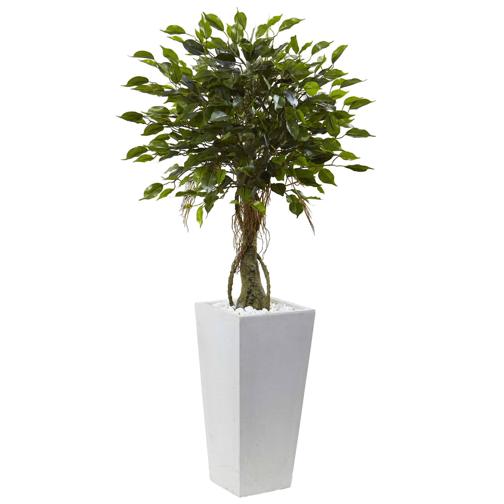 52 Inch Ficus Tree In White Planter: Limited Uv Protection