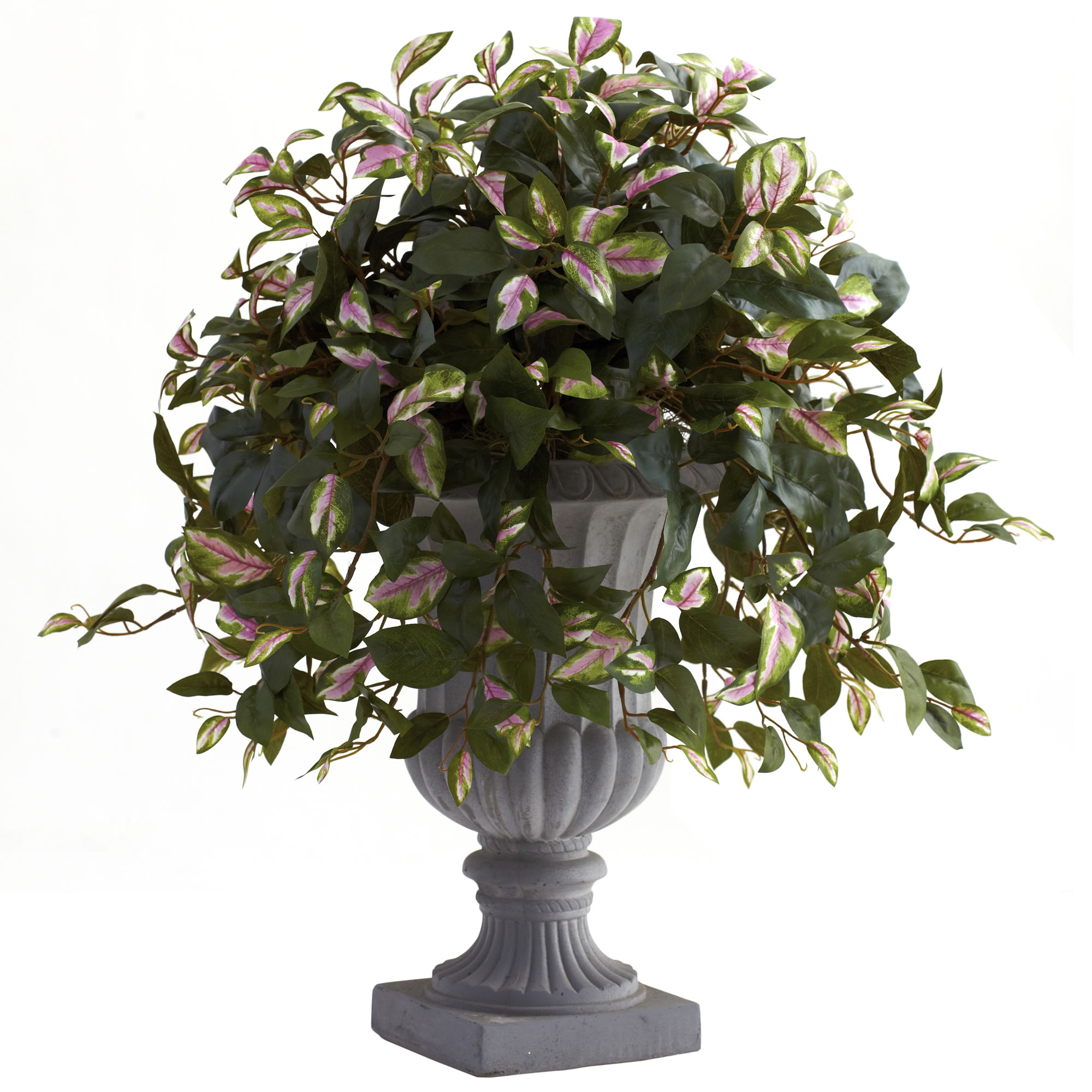 28 Inch Hoya With Decorative Urn