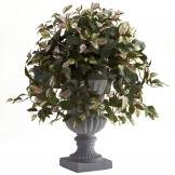 28 inch Hoya with Decorative Urn