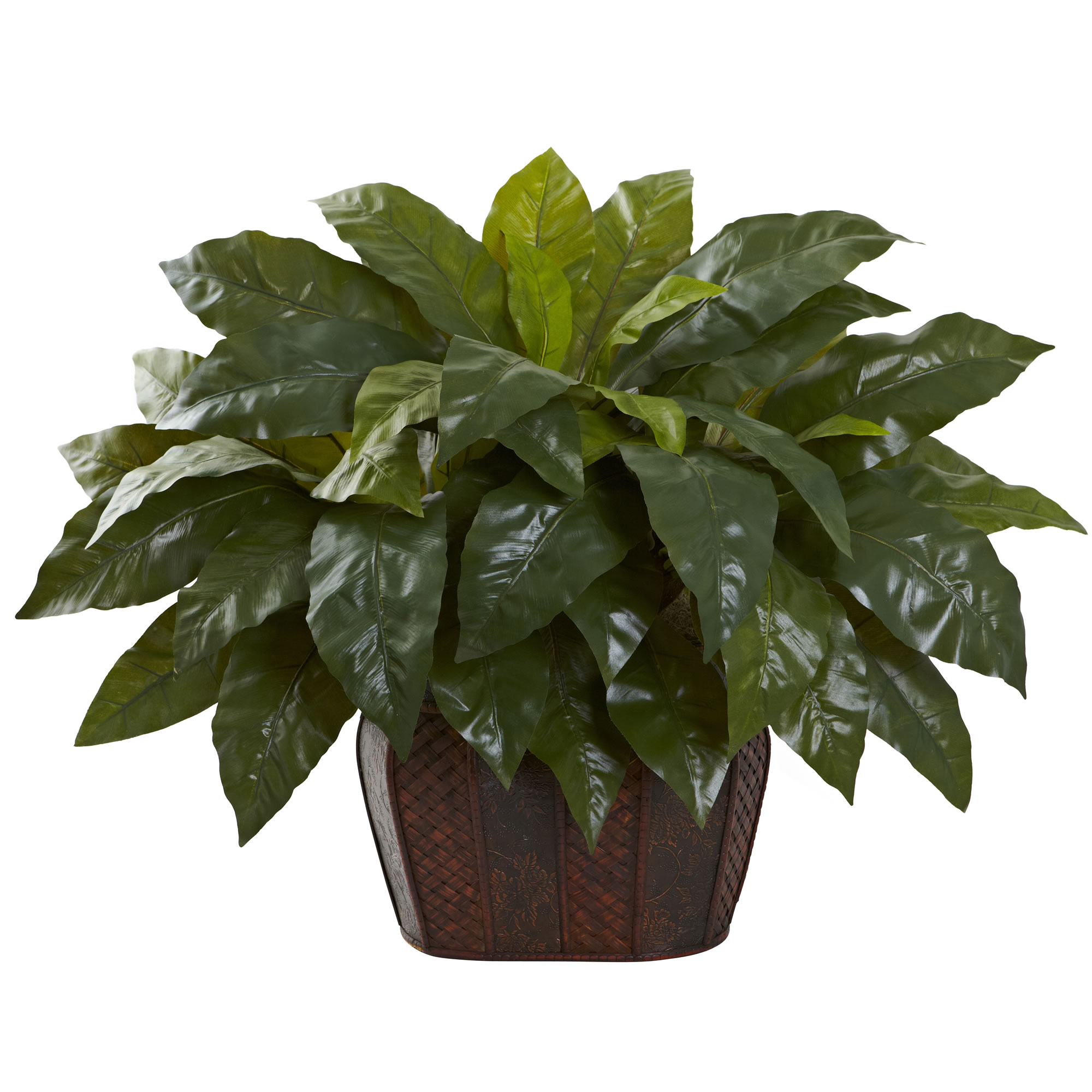 27 Inch Giant Birds Nest Fern In Decorative Planter