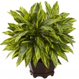19.5 inch Variegated Tradescantia in Wooden Hexagon Planter